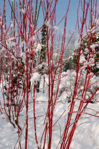 Picture of Cornus